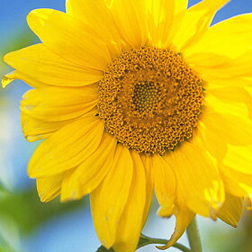夏